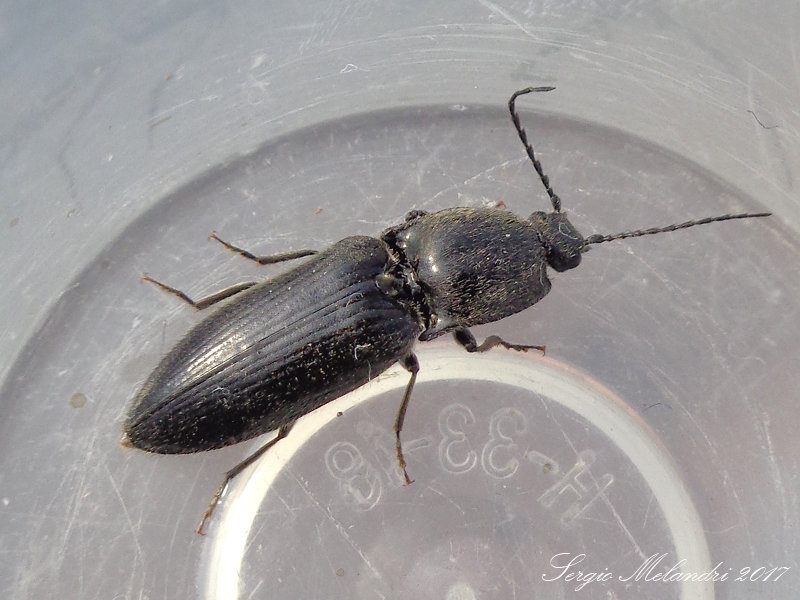 Elateridae: Hemicrepidius hirtus